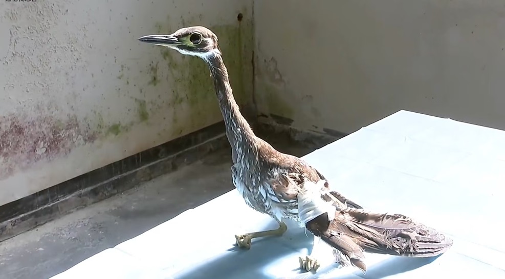 ジャイアントパンダより希少 湖南懐化で絶滅危惧種の鳥ミミジロゴイを救助