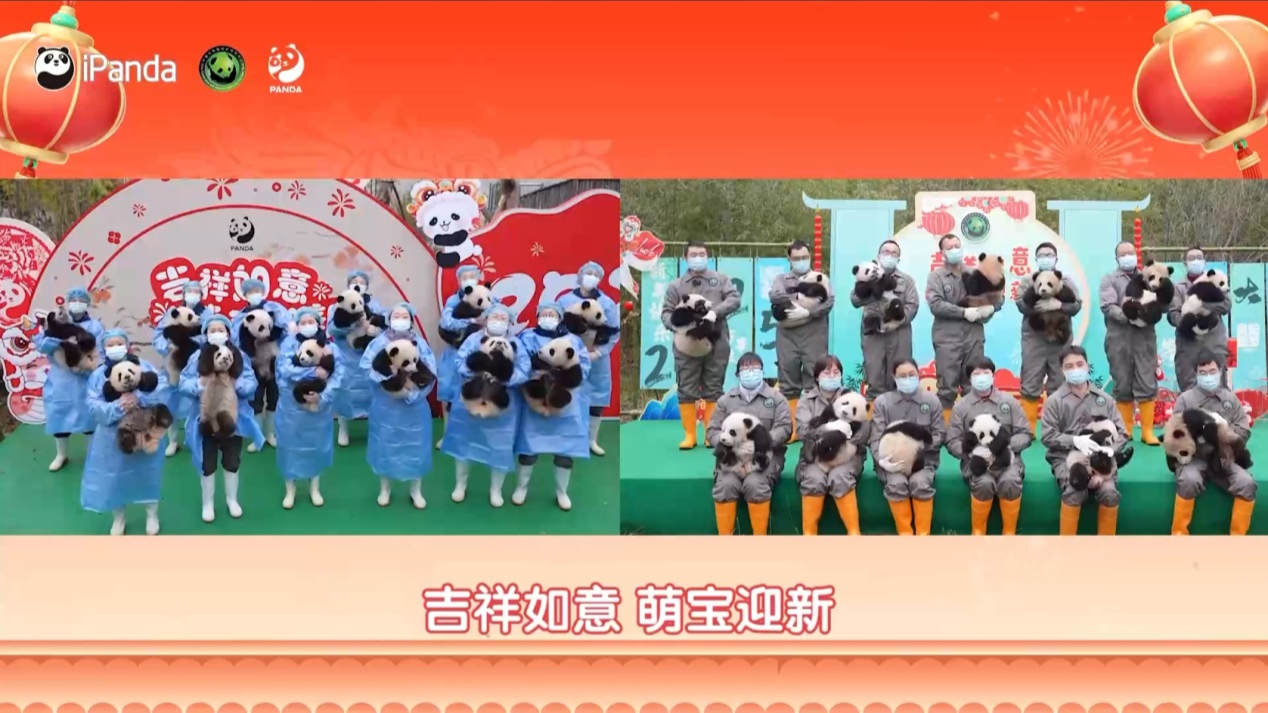 パンダちゃん様×4 2024年生まれの25頭のパンダをお披露目 中国・四川省｜TBS NEWS DIG