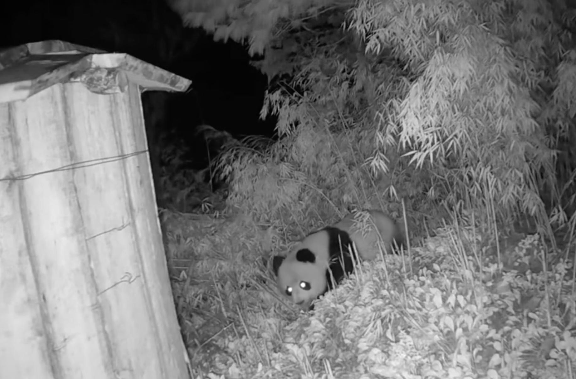 中国 野生のパンダが初めて「パンダ小屋」を訪れる