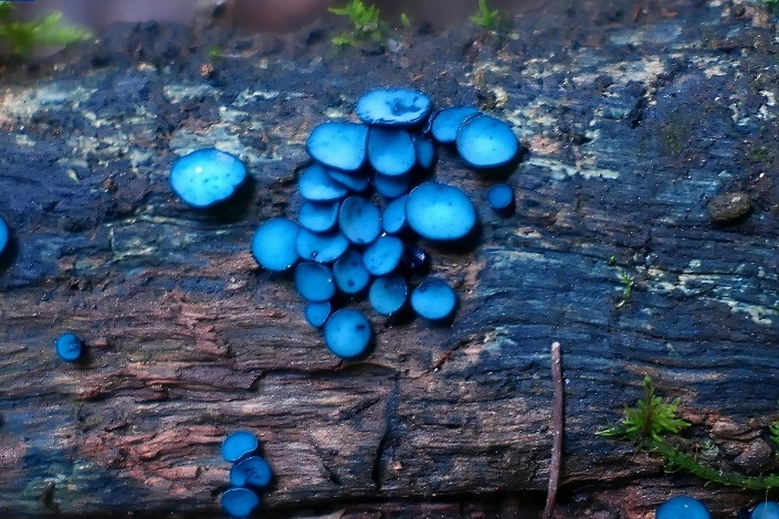 ＊中国　雲南省　写真家　馮学敏　フォン・シュエミン　ヒョウガクミン　サイン入り＊ 中国 雲南省 写真家 馮学敏 フォン・シュエミン ヒョウガクミン
