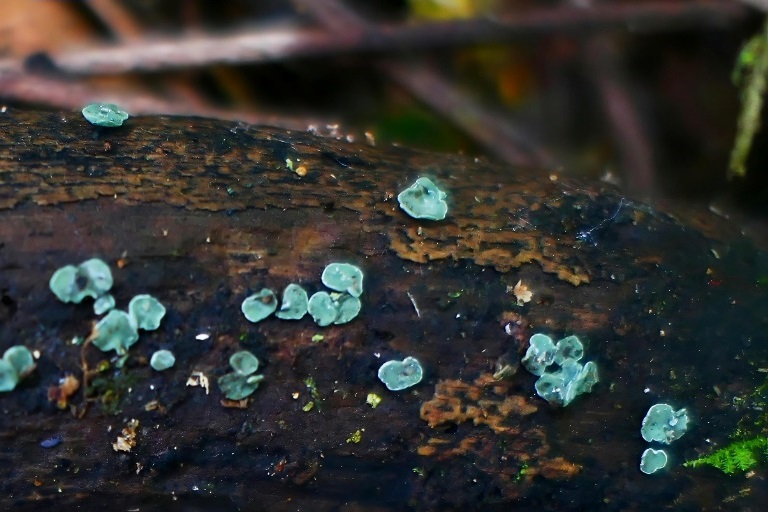 中国雲南省で真菌新種4種を発見 独特な色素の応用に期待