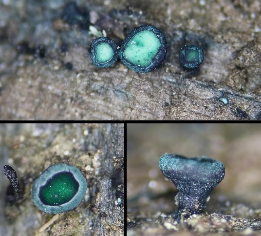 中国雲南省で真菌新種4種を発見 独特な色素の応用に期待