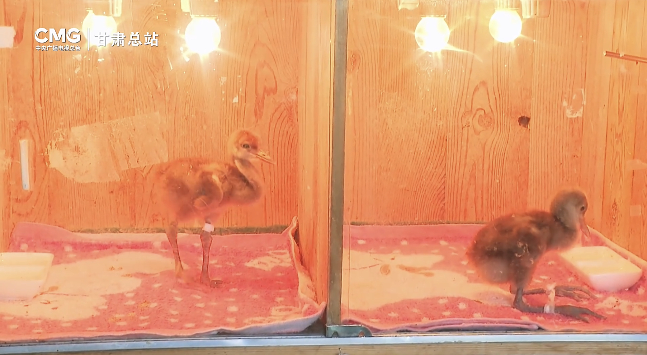 国家一級保護動物のタンチョウ5羽の孵化に成功=甘粛省