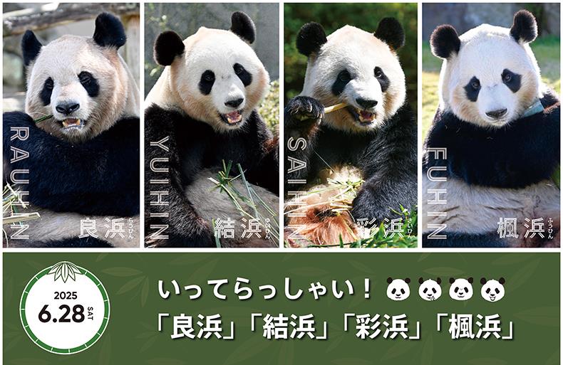 みんと  2017年パンダ 3枚 みんと 2017年パンダ 3枚 1_95956bcb-2df0-4dec-a91f-