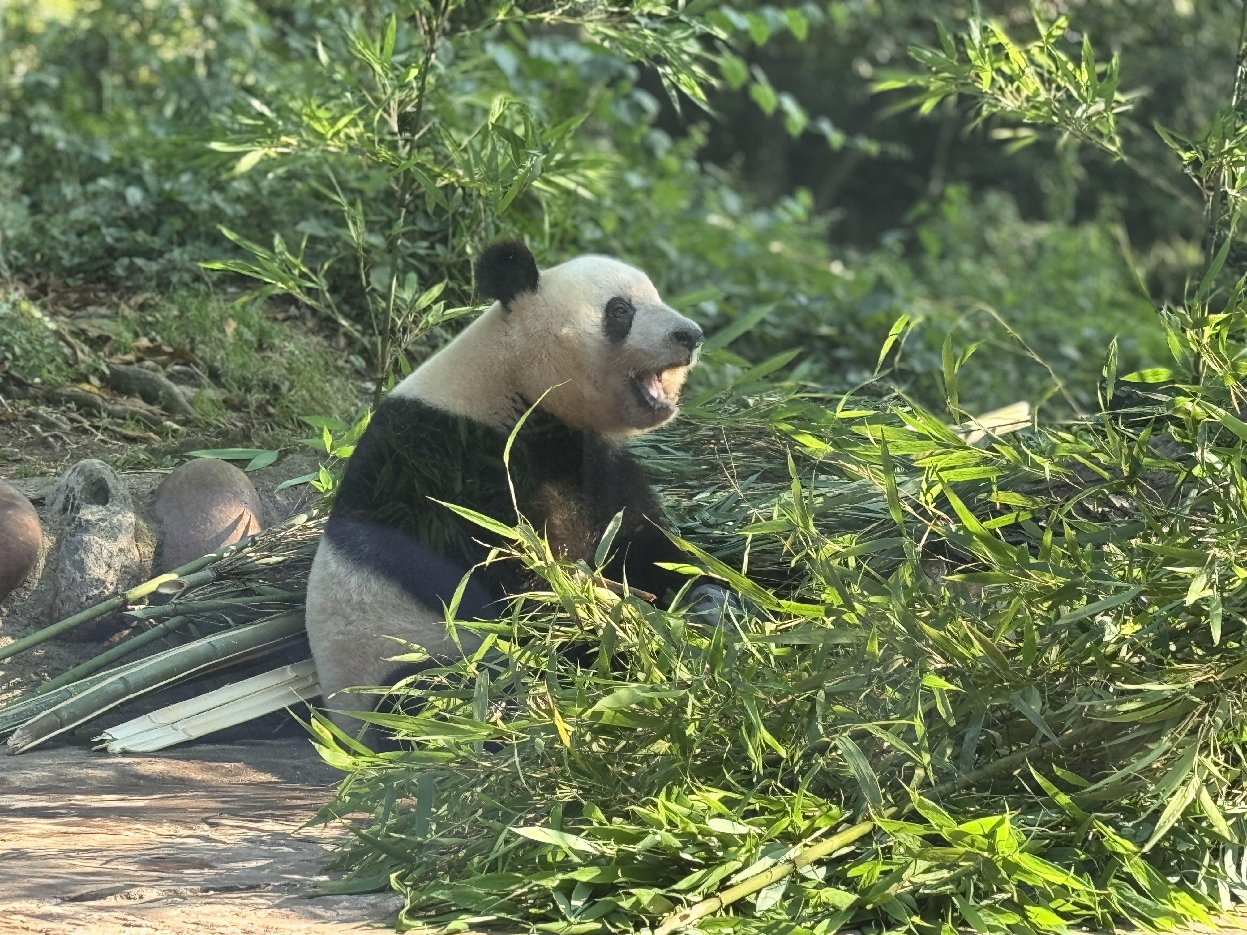 シャンシャン8歳おめでとう！中日のパンダファンが碧峰峡基地で再会