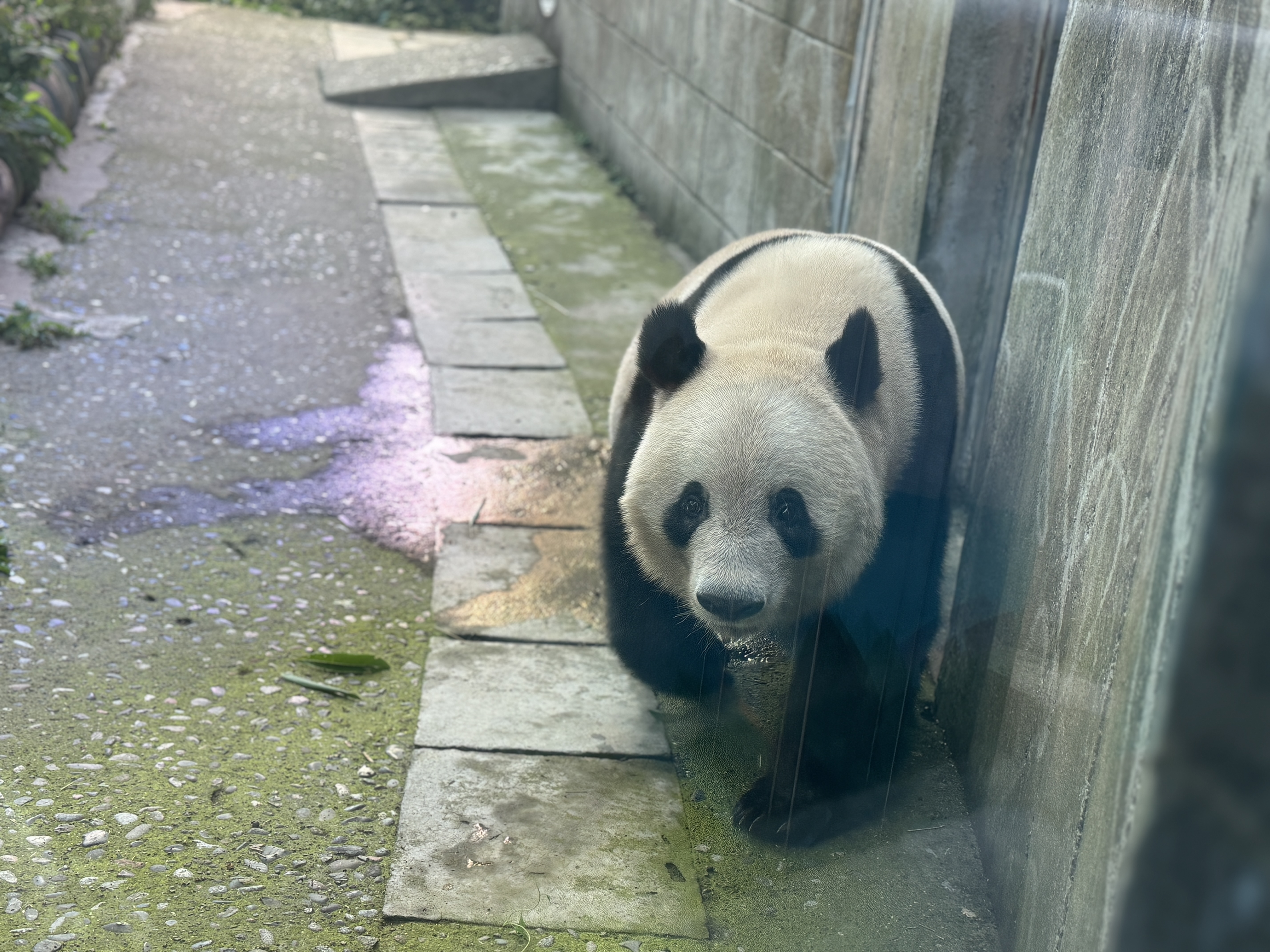 シャンシャン8歳おめでとう！中日のパンダファンが碧峰峡基地で再会