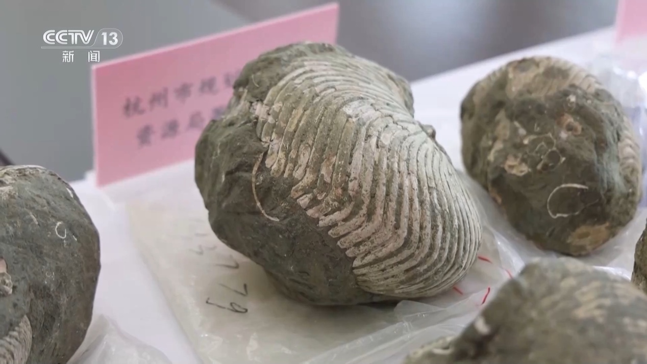 空港で押収された密輸品の古生物化石2366点 浙江省地質博物館に安住
