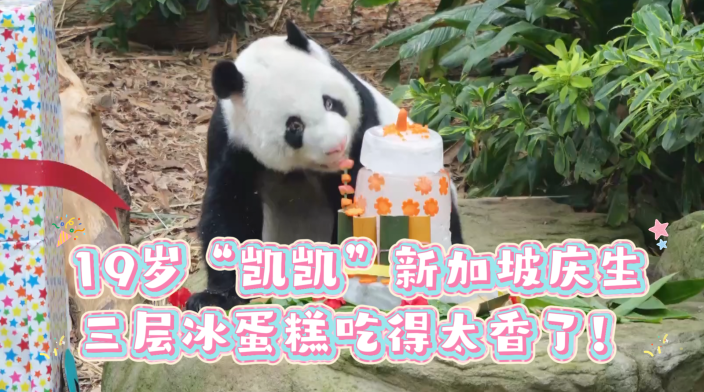 19岁“凯凯”新加坡庆生 三层冰蛋糕吃得太香了！