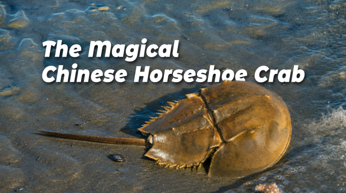 The Magical Chinese Horseshoe Crab