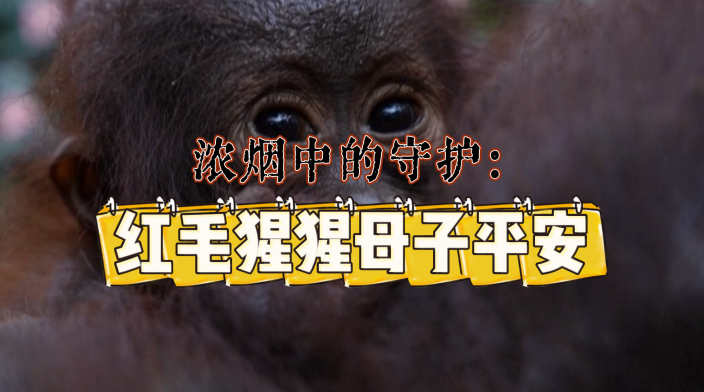 浓烟中的守护：红毛猩猩母子平安