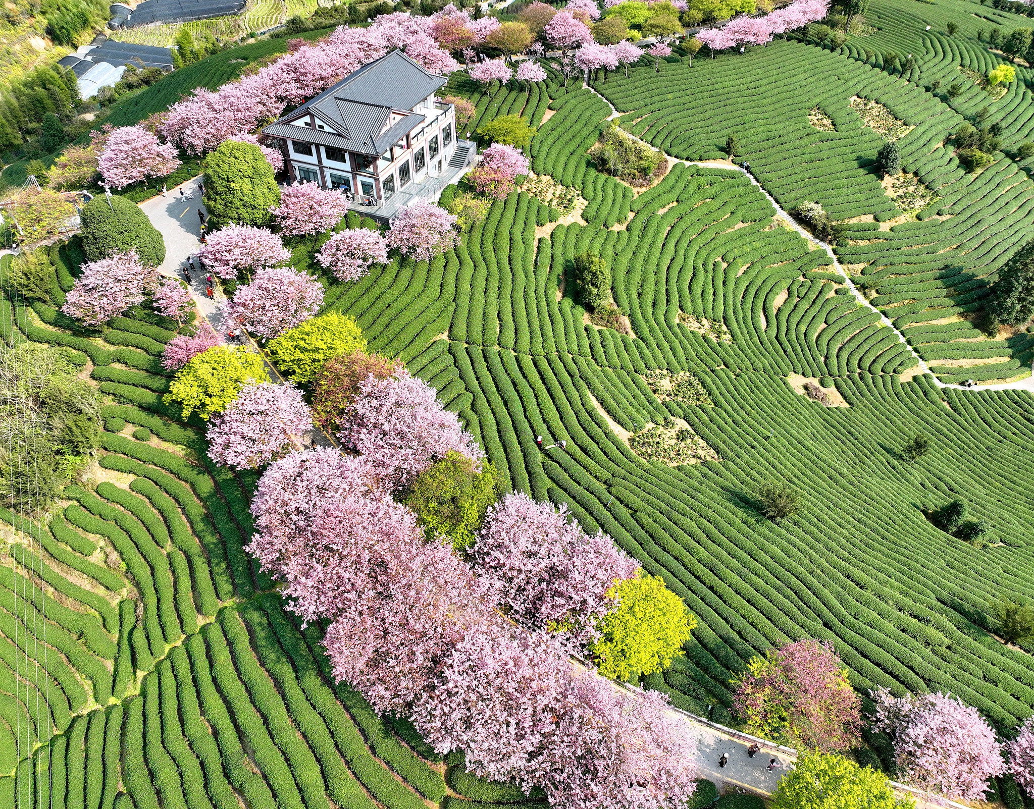 Festivali i luleve të qershisë në qytetin Yongfu feston inovacionin bujqësor dhe shkëmbimin kulturor 