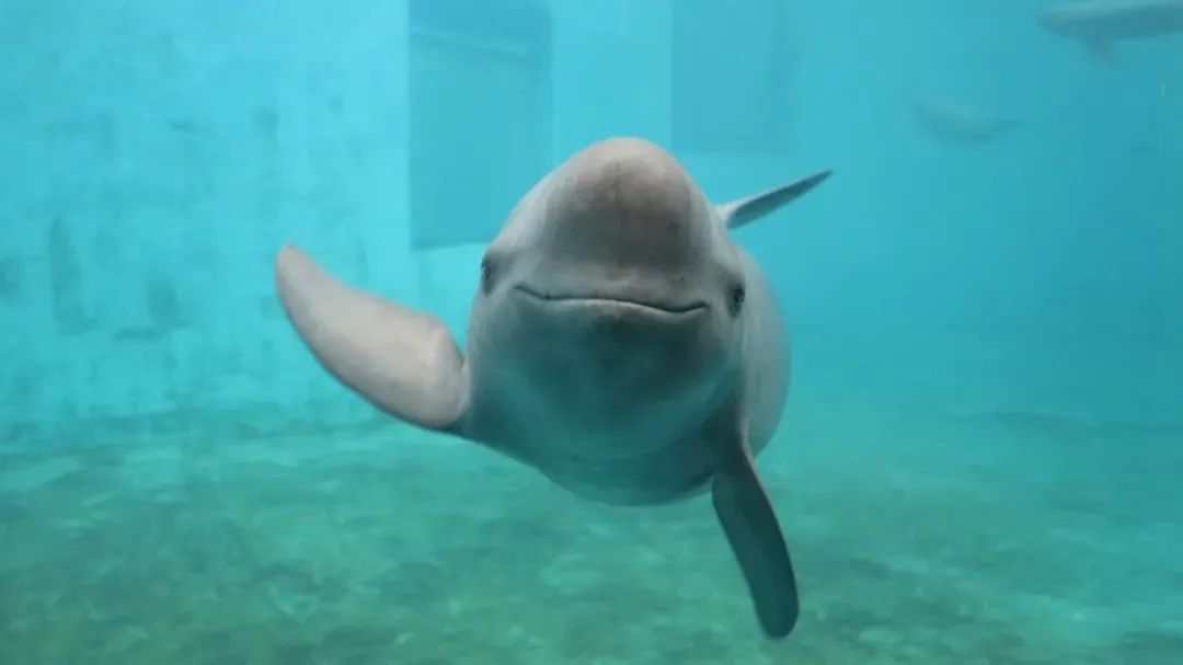 微笑みの天使」ヨウスコウカワイルカが湖北省武漢市のマスコットに